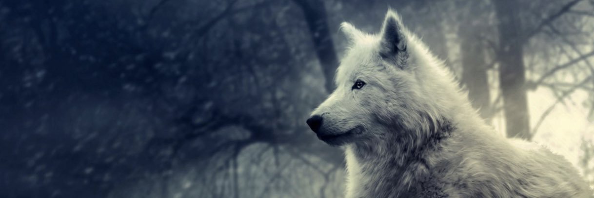 ZfrKurtoglu's profile banner image