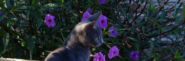 gelenasomes's profile banner image