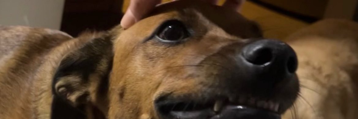 LoFrancini's profile banner image