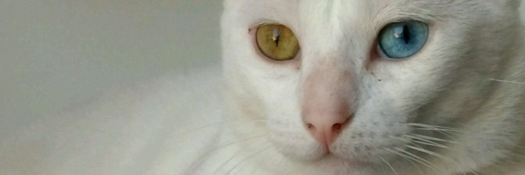 Joanabernar's profile banner image
