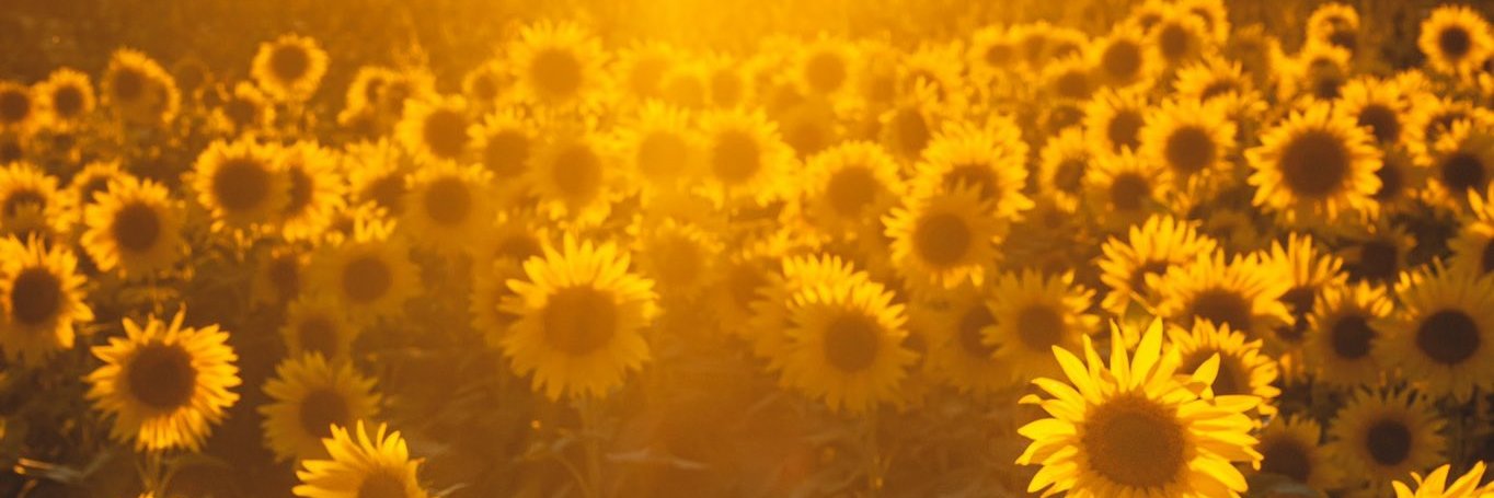 fatipaez01's profile banner image