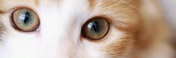 kazuki0029 Profile Banner