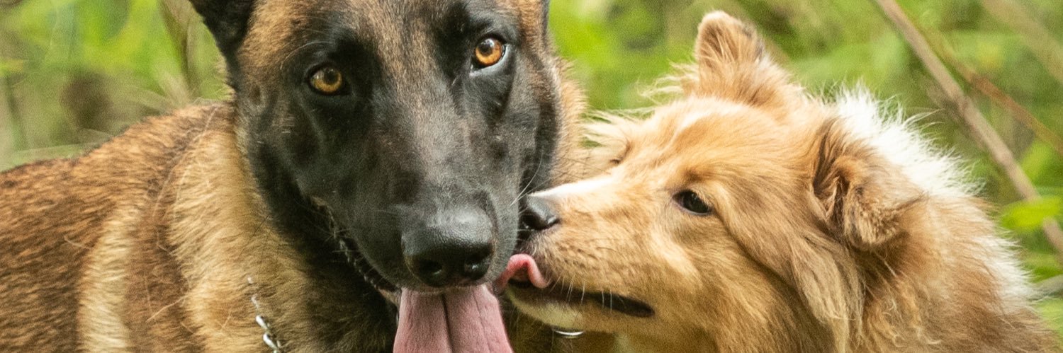 PuptownHouston's profile banner image
