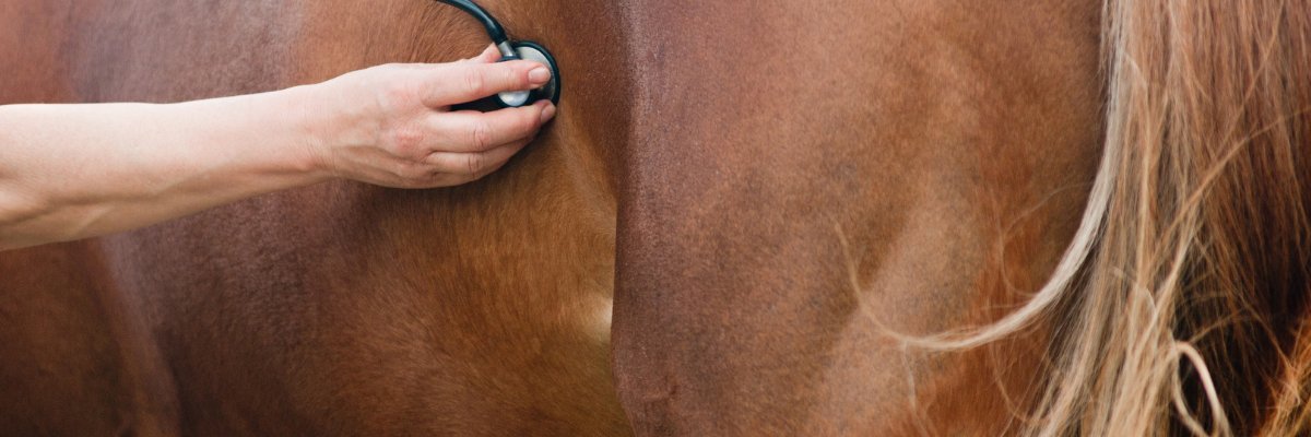 AAEPHorseDocs's profile banner image