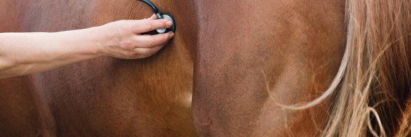 AAEPHorseDocs Profile Banner