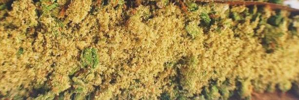 loudpaaack's profile banner image