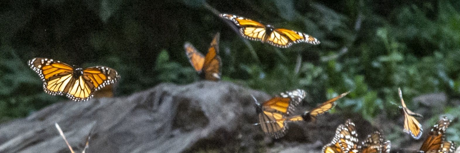 Alternare A.C. banner