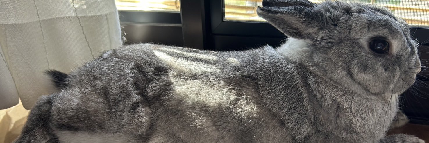 LOP(ろっぷと読みます)🤟🐰🤟 banner