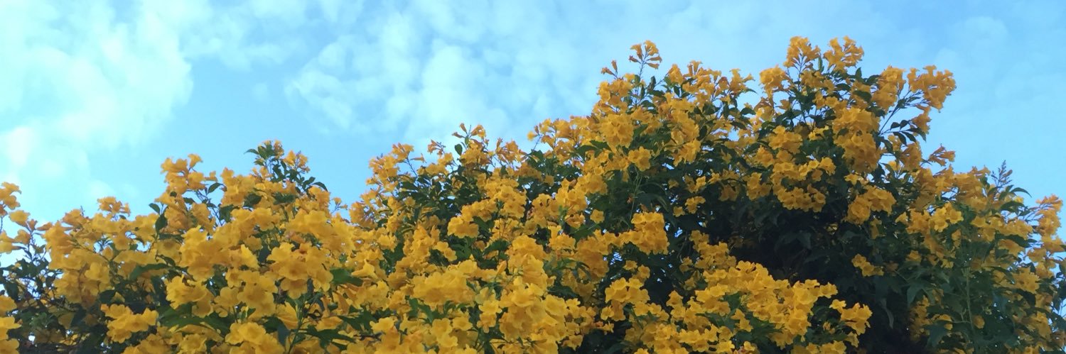 Alittlekee's profile banner image