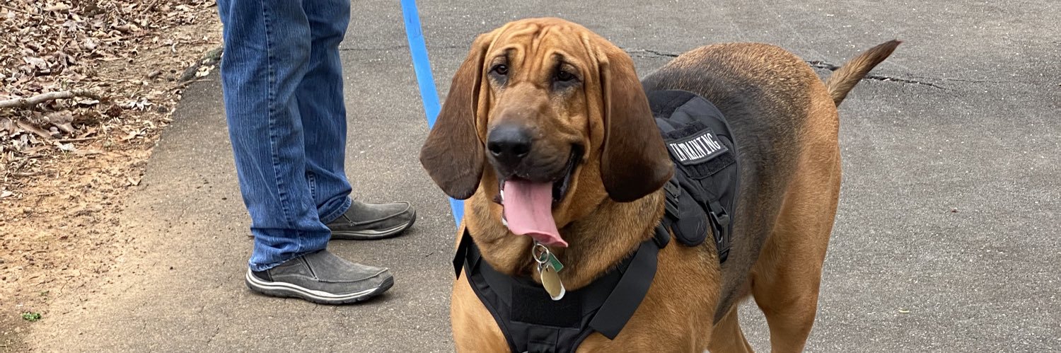 Diane Brandon 🌊🌊🇺🇸🇨🇦 banner