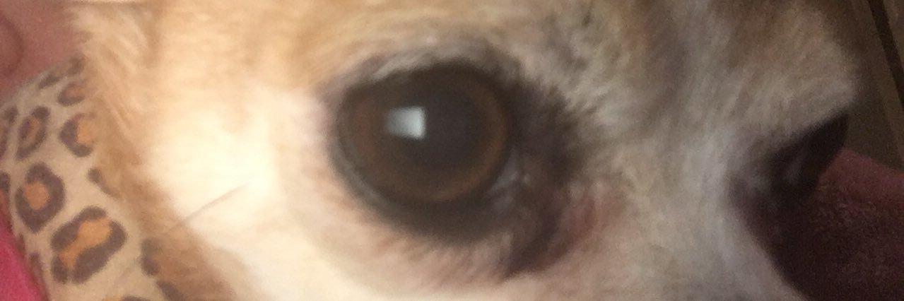 shepnic's profile banner image