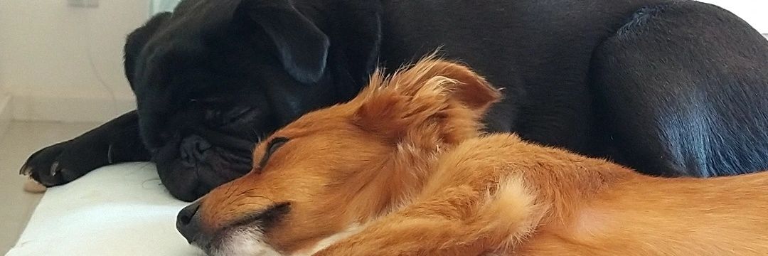 nicooliinda's profile banner image