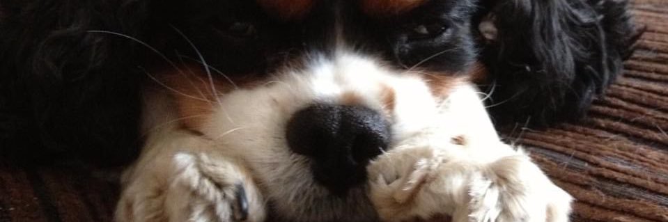 The Merthyr Ninja banner