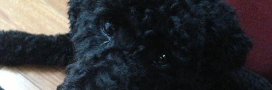 GinaBrowninn's profile banner image