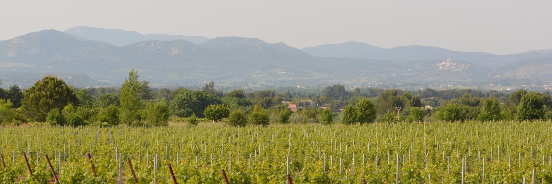 NothingButTheGrape banner