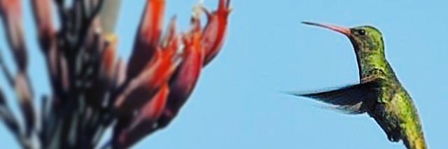 pablo arguero banner