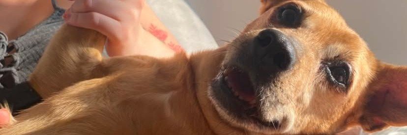 frangodcalcinha's profile banner image