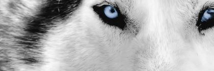 GreatApacheWolf's profile banner image