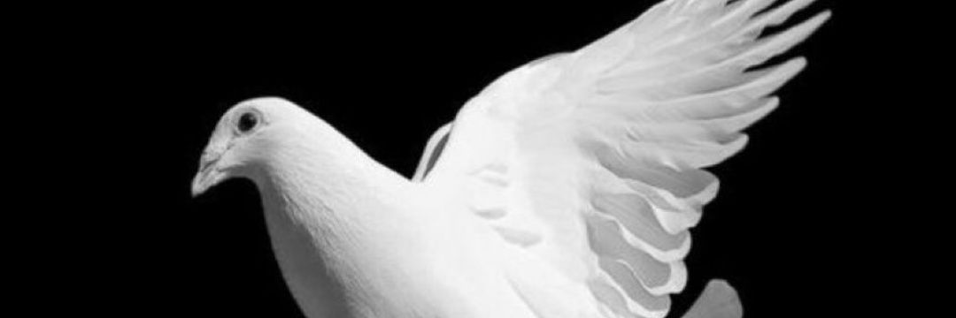 mehmetnzza's profile banner image