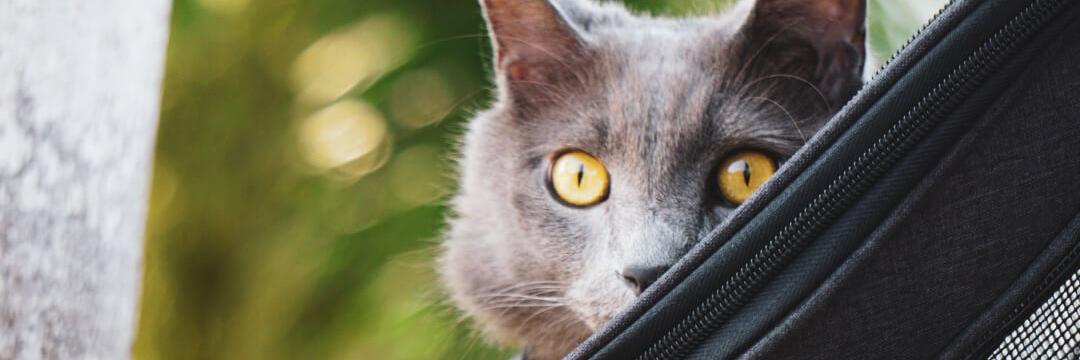 FluffyKittyYoda's profile banner image