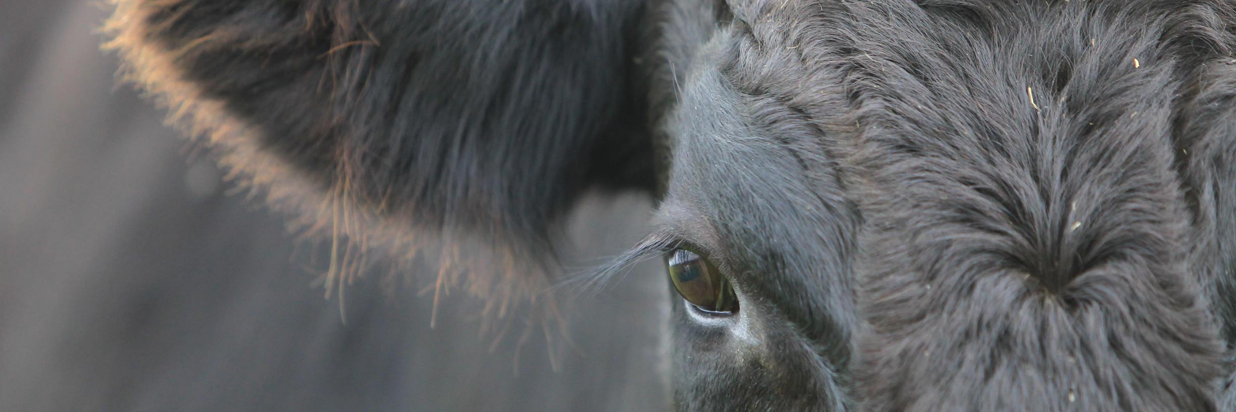 BritishWagyu's profile banner image