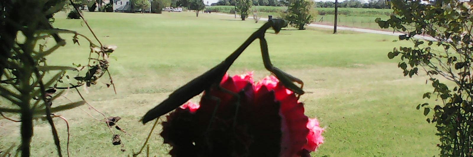 southernGal_con's profile banner image