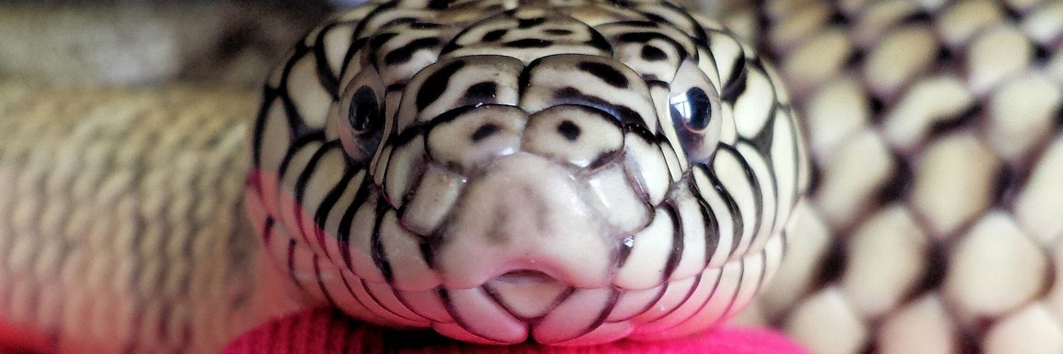 urbansnakemagic's profile banner image