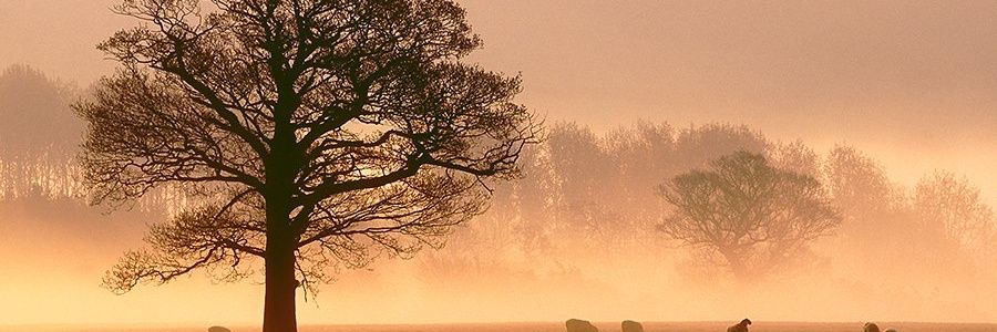 healy_dawn's profile banner image