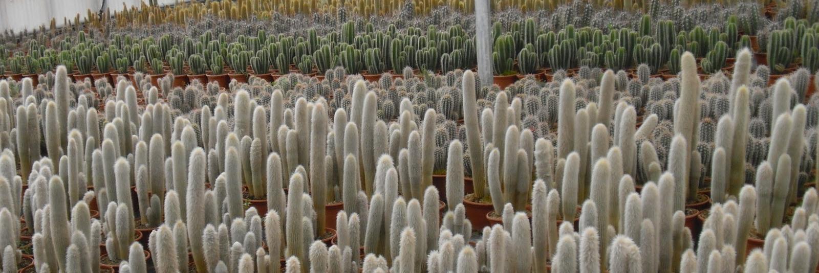 CactusDelMundo's profile banner image