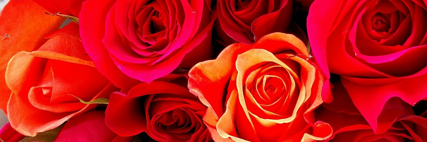 LilyRohs's profile banner image