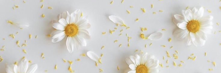 rosanicolle2's profile banner image