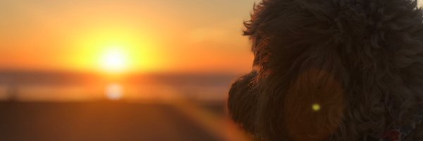 toki Profile Banner