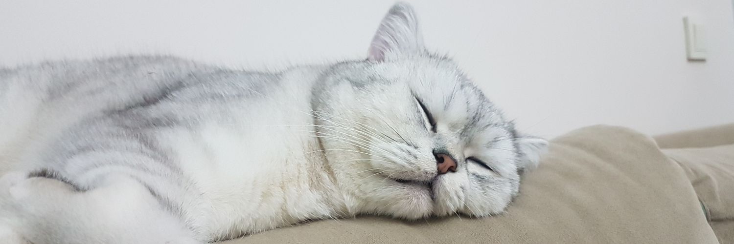 drsayann's profile banner image