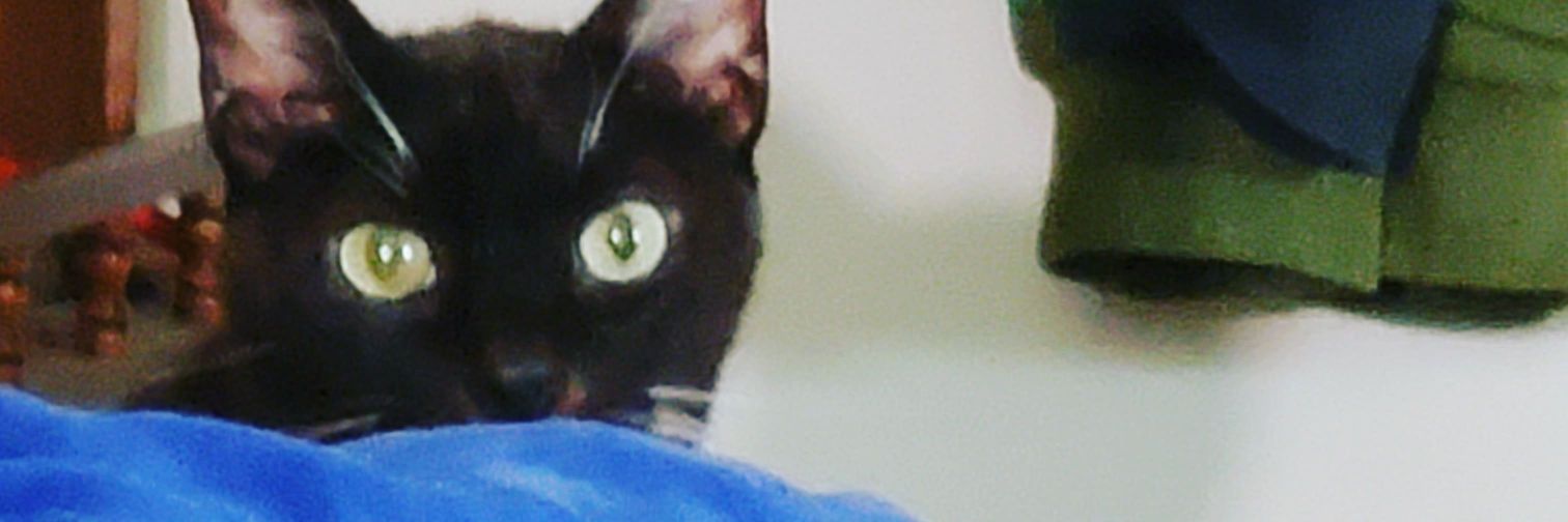 Dennis 🌮🌮🌮 banner