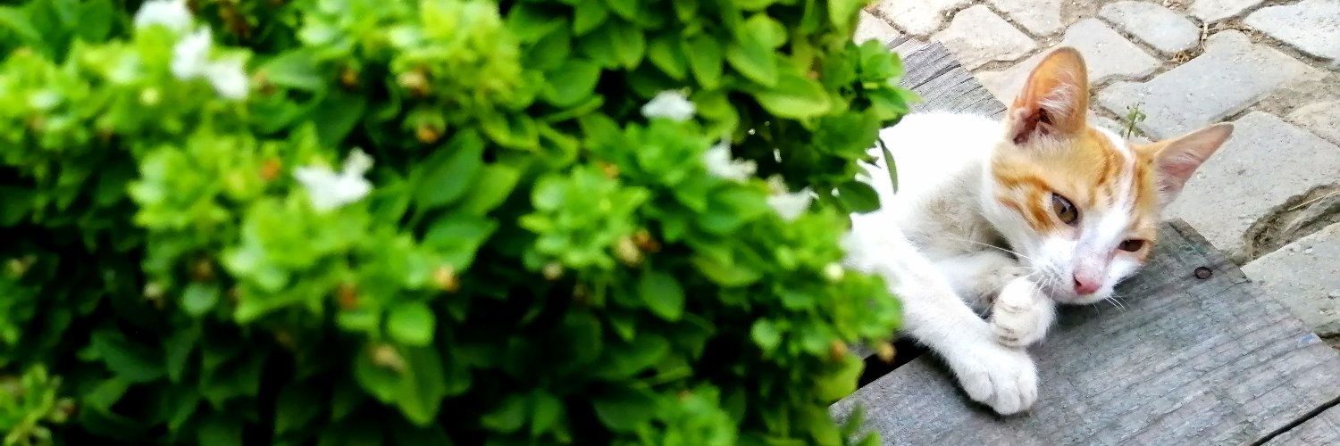 emircakannn's profile banner image