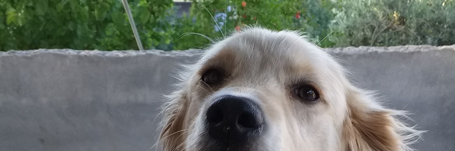 nilufeerylmzz's profile banner image