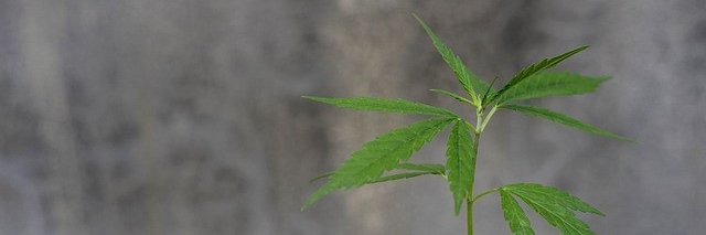 MedCanSe's profile banner image