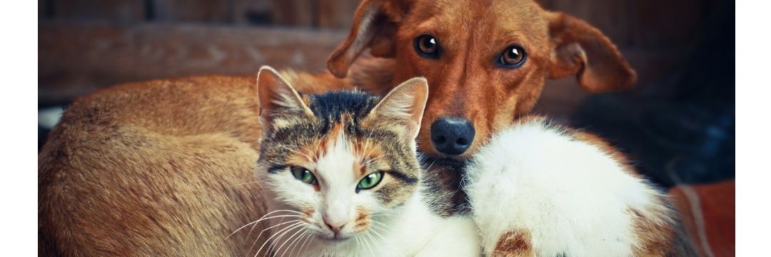 Cris e seus pets banner