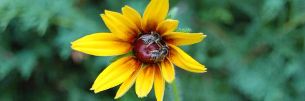 ballamingie Profile Banner