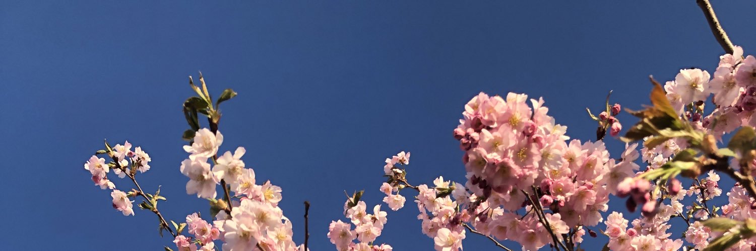 SmollYori's profile banner image