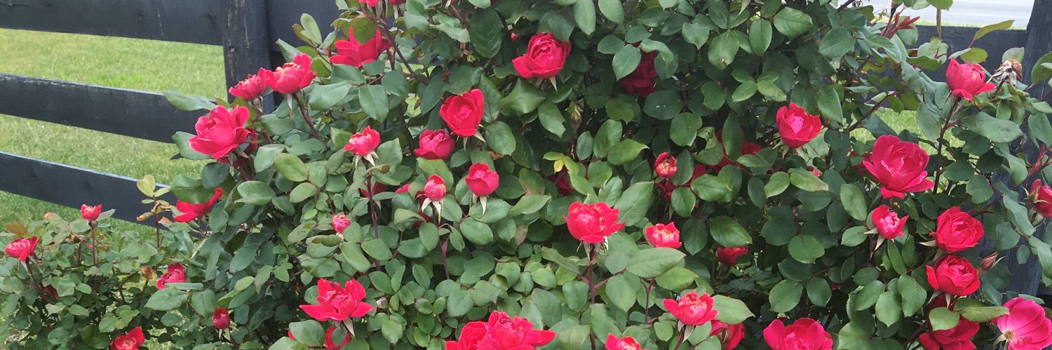 SueAnneConley1's profile banner image