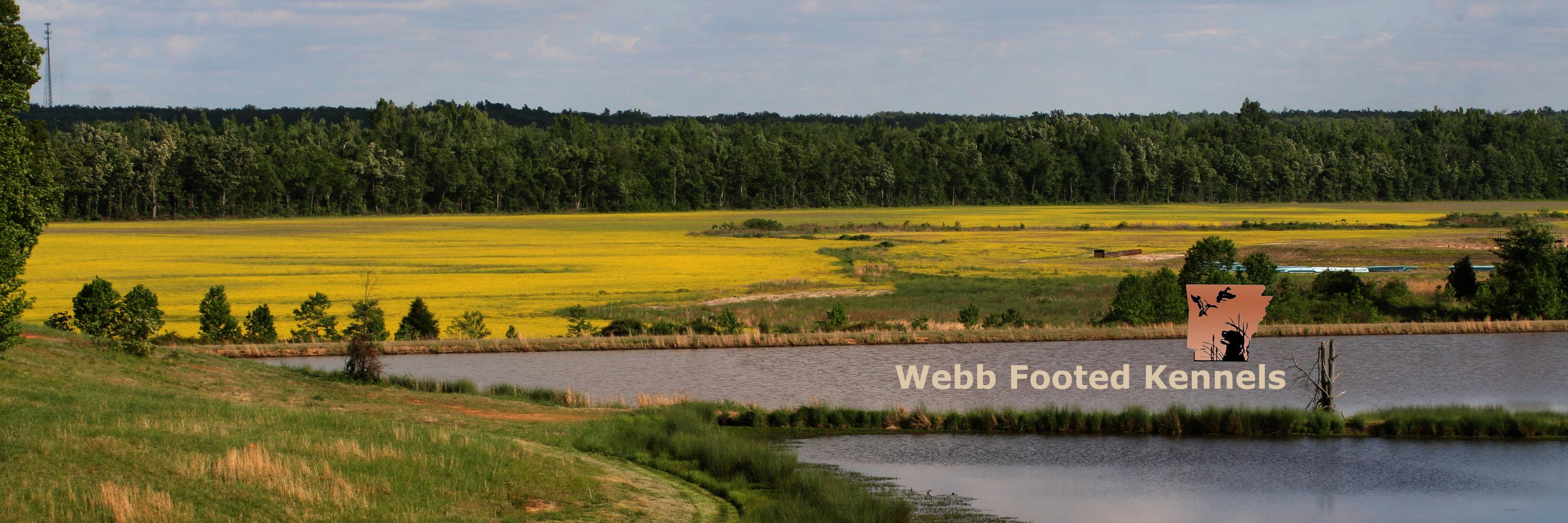 WebbFooted's profile banner image