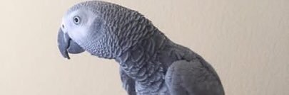 Peterls2001's profile banner image
