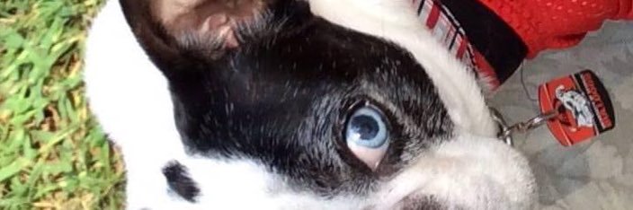 BostieMom's profile banner image