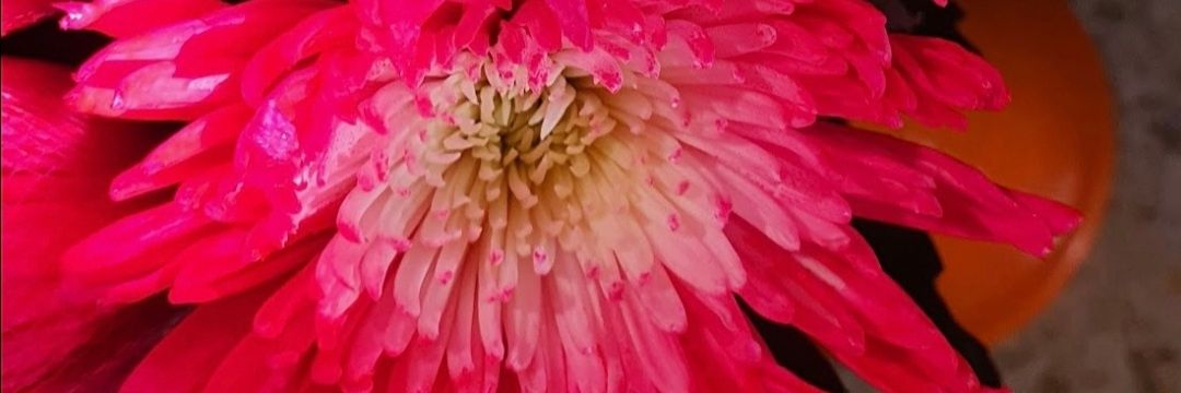 CrisolFlorister's profile banner image