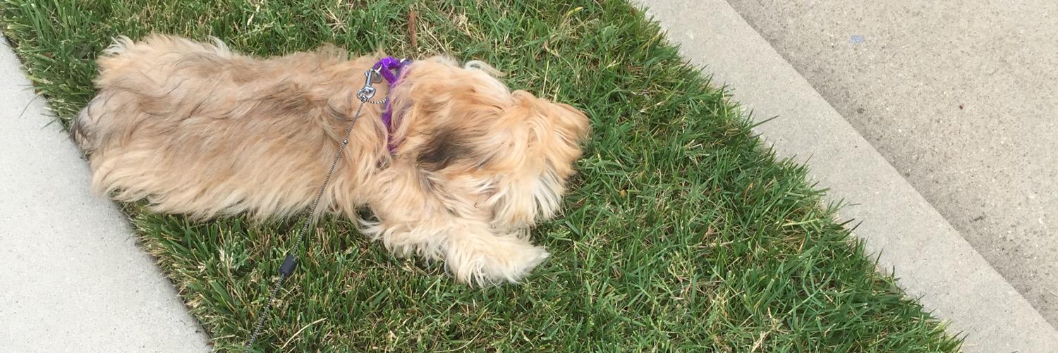 TrebleThePuppy's profile banner image