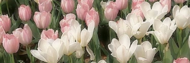srgxox's profile banner image