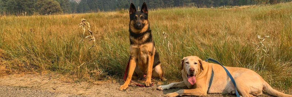 Danielle Haulsee banner