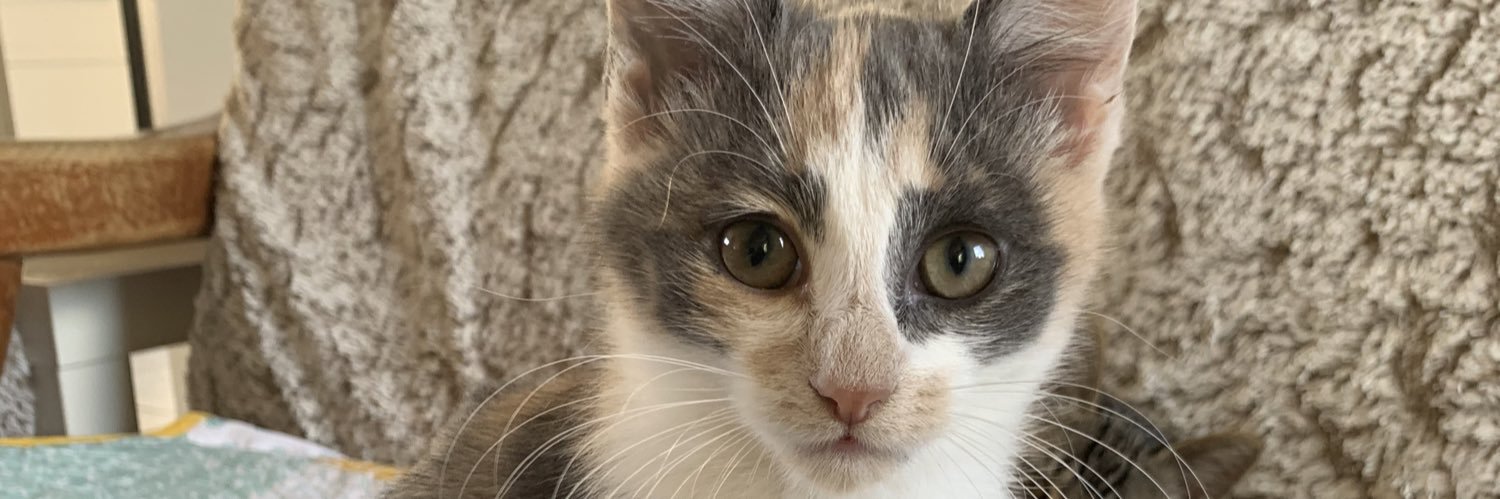 RollandMargot's profile banner image