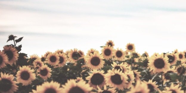 YassiMichel's profile banner image